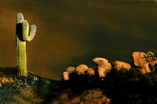 Scottsdale Cactus by Joe Hoover