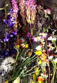 Sedona Wildflowers color photo by Joe Hoover