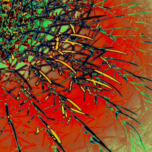 Barrel Cactus Digital Art by Joe Hoover